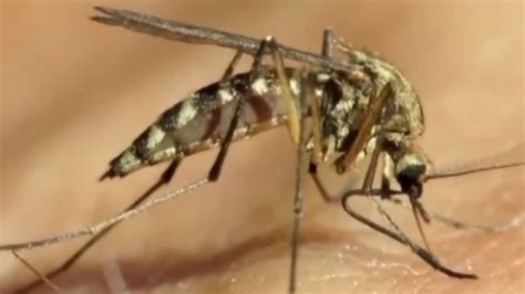 6pm eastern time|Rare Mosquito.